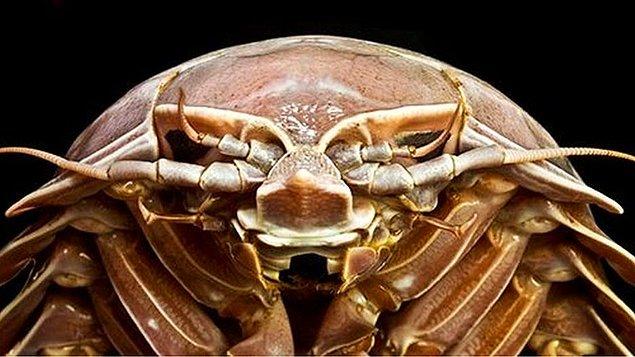 Yeni keşfedilen bu tür, dev tespih böceği ‘Bathynomus’ ailesinden ve derin sularda yaşayan bu türlerin gövdeleri sert ve düz oluyor. Buna ek olarak, yapıları da tahta bitlerine benziyor.