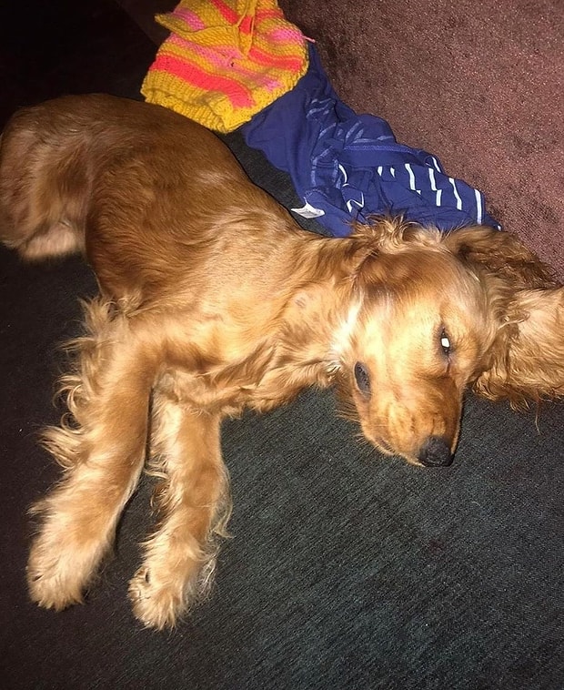 Kendisine Emanet Edilen Kopege Tecavuz Edip Olumune Sebep Oldugu Iddia Edilen Volkan Uzun La Ilgili Detaylar Ortaya Cikti Kendisine Emanet Edilen Kopege Tecavuz Edip Olumune Sebep Oldugu Iddia Edilen Volkan Uzun La Ilgili Detaylar Ortaya Cikti