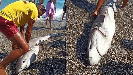 İki Metre Uzunluğundaki Köpekbalığı Antalya'da Kıyıya Vurdu