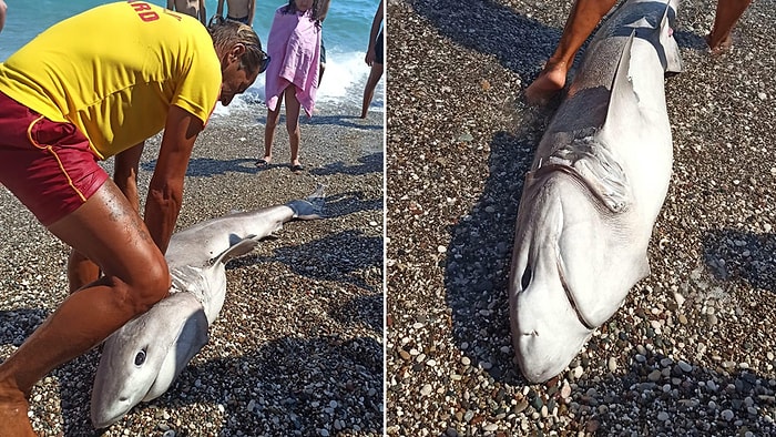 İki Metre Uzunluğundaki Köpekbalığı Antalya'da Kıyıya Vurdu