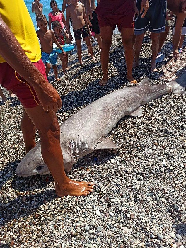 Yaklaşık iki metre uzunluğundaki köpekbalığı belediye ekiplerince götürüldü.