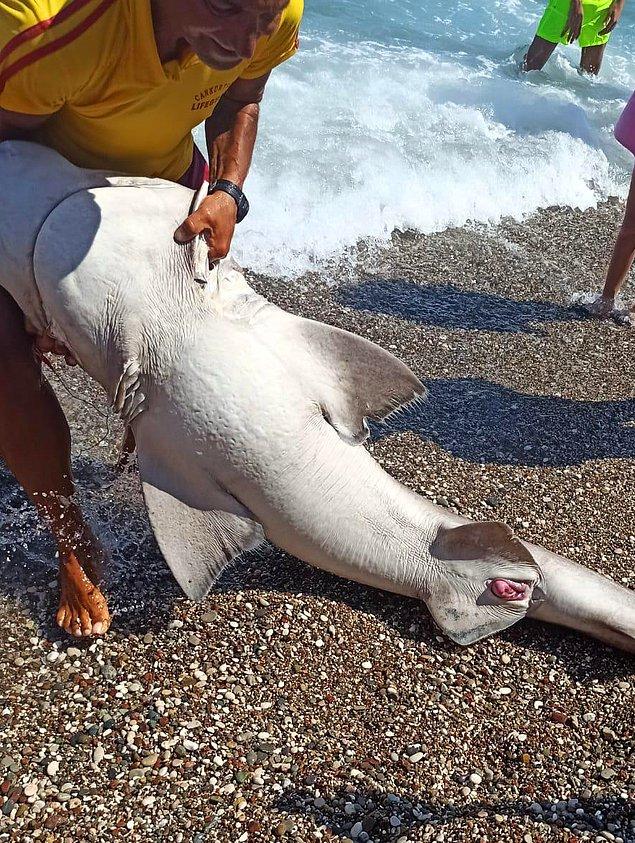Yaklaşık iki metre uzunluğundaki köpekbalığı belediye ekiplerince götürüldü.