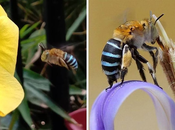21. В Австралии живет пчелка с голубоватыми полосками вместо желтых