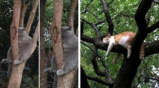 30 кошек демонстрируют свои навыки в искусстве сна в неудобной позе на деревьях