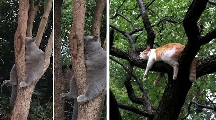 30 кошек демонстрируют свои навыки в искусстве сна в неудобной позе на деревьях