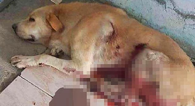 7. Sokakta tesadüfen gördüğü Goldi isimli köpeği bıçaklayan S.A'nın serbest bırakıldıktan sonra geri dönüp Goldi'yi öldürmesi...