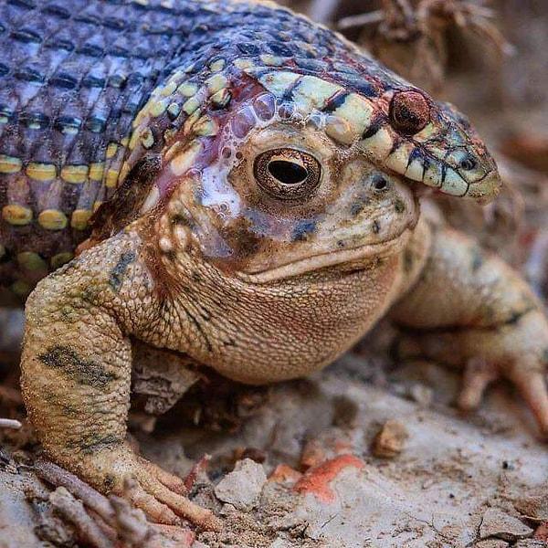 1. Zehirli bir kurbağayı yemeye çalışan yılan: