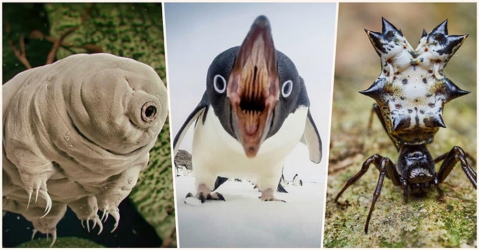 Doğanın Korkutucu Yüzünü İliklerinize Kadar Hissetmenize Sebep Olacak Birbirinden Ürkütücü 19 Yeni Fotoğraf