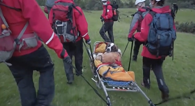 Göller bölgesindeki Scafell Pike'ın zirve noktasına kadar gelen Daisy isimli köpek bu noktadan sonra hiç kıpırdamak istemeyince insan dostu tarafından kurtarma ekiplerine haber ulaştırıldı.