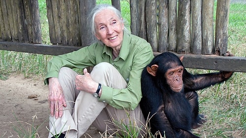 Şempanzelerin İnsanlarla Benzerliklerini Dünyaya Tanıtan Kadın: Jane Goodall