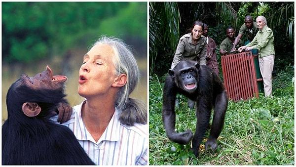 1960 yılında, Gombe sahiline ayak basan Goodall, zaman içinde yaptığı keşiflerle bilim dünyasında şempanzelere dair bilinenleri değiştirdi.