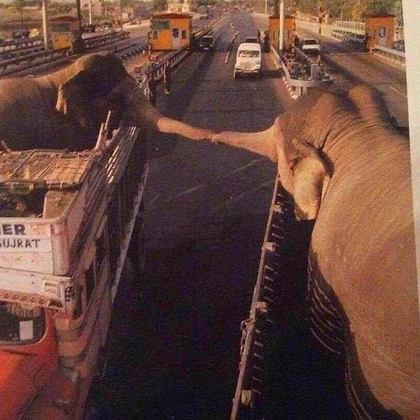 9. İki fil, bir daha görüşmemek üzere ayrılırken birbirlerine son kez dokunuyor.