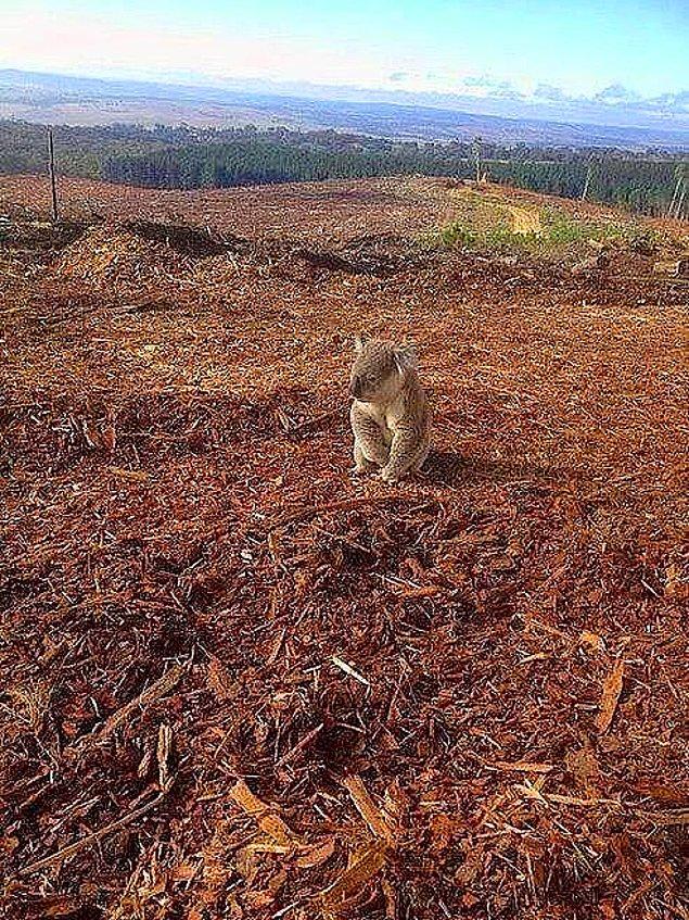 12. Yangınlarda yaşadığı ormanı kaybeden koala.