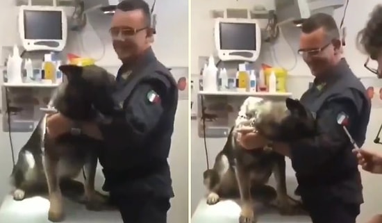 İğneden Korktuğu İçin Veterineri Görünce Saklanan Köpek