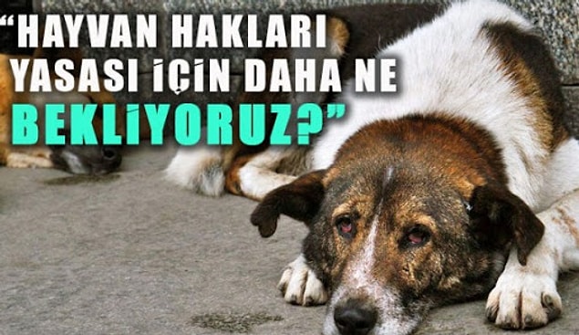Bir kez daha yüksek sesle, avazımız çıktığı kadar bağırarak soruyoruz;