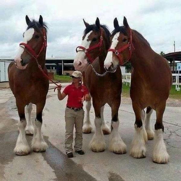 4. Kadın mı çok küçük, atlar mı çok büyük?