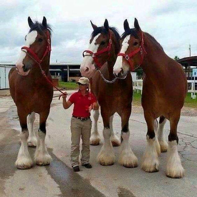 4. Kadın mı çok küçük, atlar mı çok büyük?