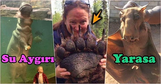 Gerçek Hayatta Rastlasak Aklımızı Oynatmamıza Neden Olup Yan Yana Gelince Karınca Gibi Duracağımız Devasalıkta 23 Hayvan