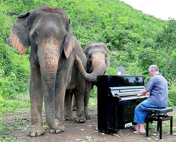11. Kör ve yaşlı filleri yatıştırmak için piyano çalan bu piyanist.