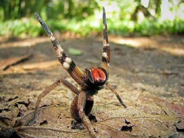 3. Brezilya gezici örümceği