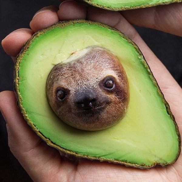 5. Ленивое авокадо