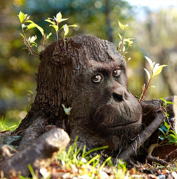 6. Шемпеньзе