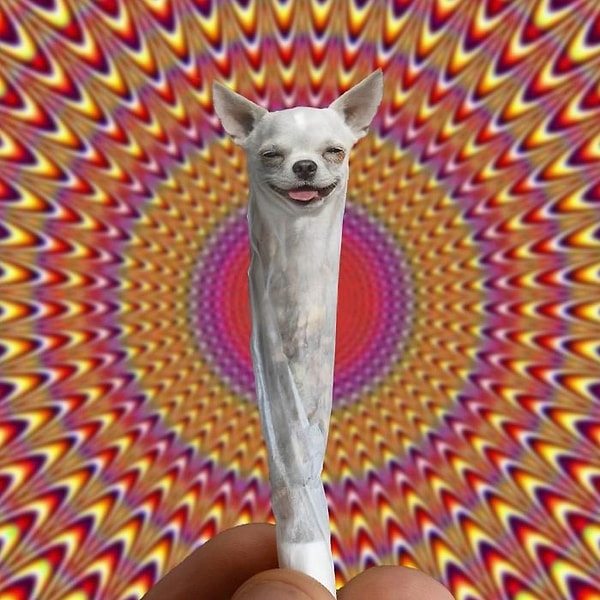 26. Собакахуана