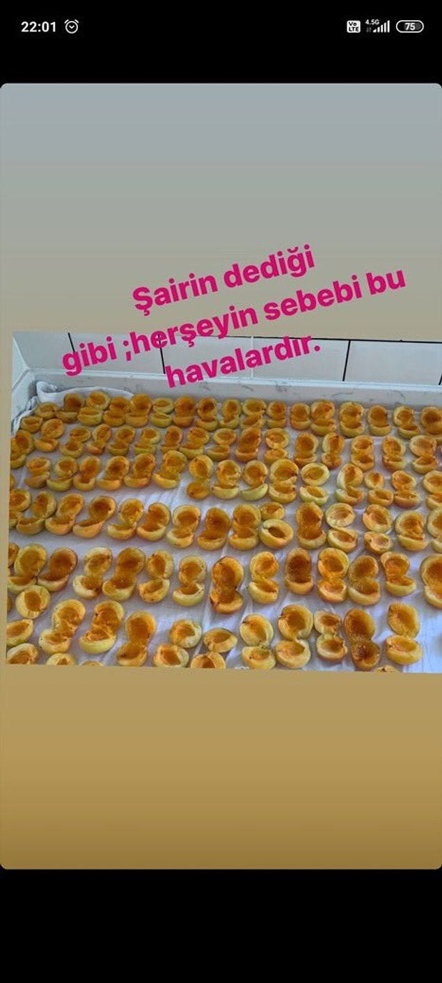 2. Mesela tam kayısı kurutma havası demiş şair.
