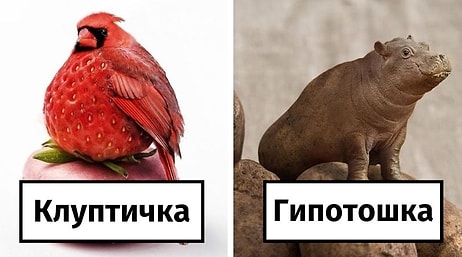 Смешно и странно: 27 самых милых и глупых манипуляций с животными