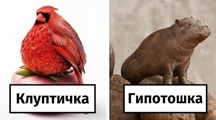 Смешно и странно: 27 самых милых и глупых манипуляций с животными