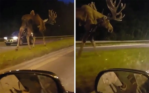 6. Я сильно недооценил размер лося