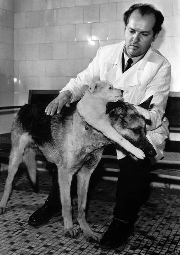 4. İki başlı köpek yapan bilim insanı Vladimir Demikhov.