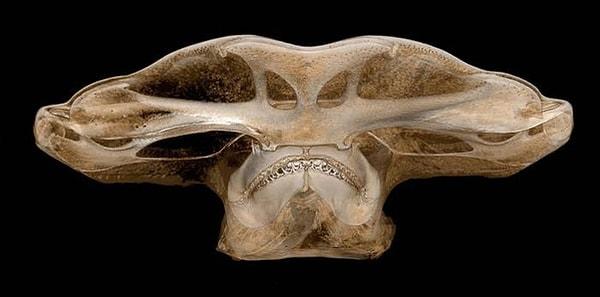5. Çekiç kafalı köpek balığının kafasının röntgeni.