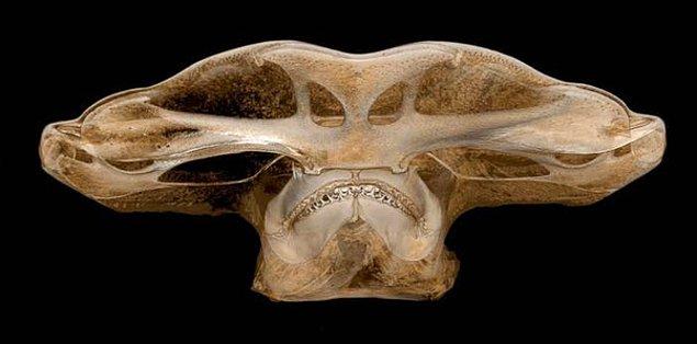 1. Çekiç balığının kafa röntgeni.