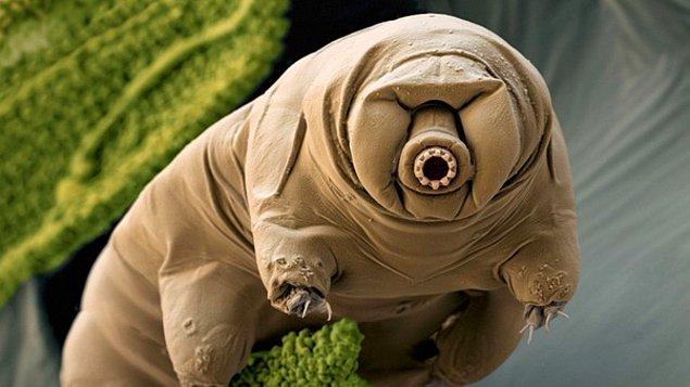 4. Bir mikroskobik canlı olan tardigrad, yani su ayısı! Bu canlılar milyonlarca yıl yaşayabiliyorlar.