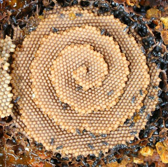 12. Spiral şeklinde arı kovanı görmüş müydünüz hiç?