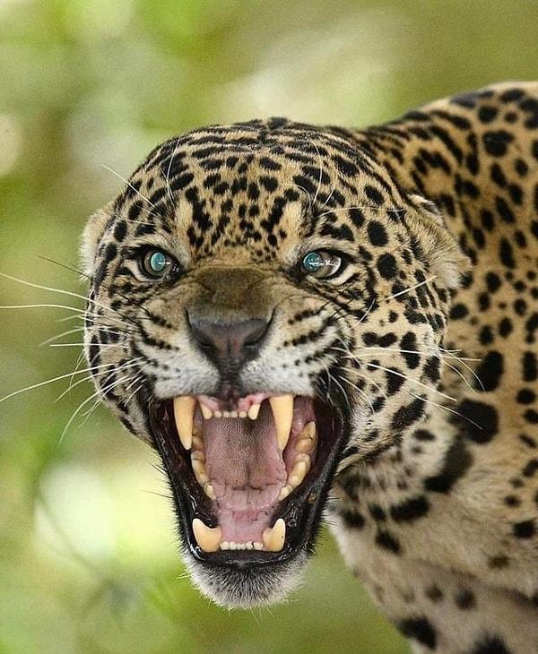 3. Korkutucu bakışlarıyla öfke saçan jaguar: