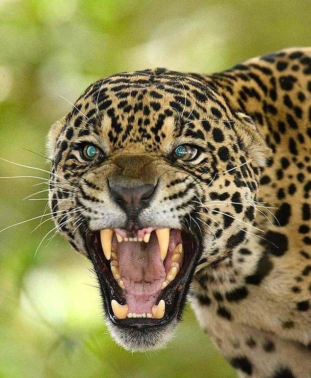 3. Korkutucu bakışlarıyla öfke saçan jaguar: