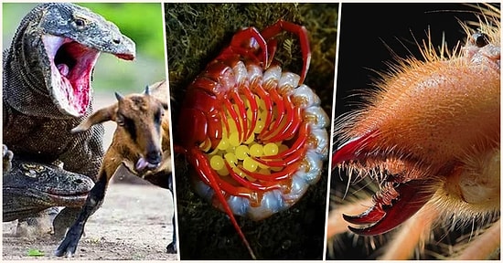 Doğanın Korkutucu Yüzünü İliklerinize Kadar Hissetmenize Sebep Olacak Birbirinden Ürkütücü 17 Yeni Fotoğraf