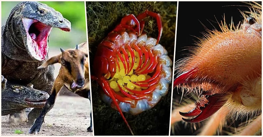 Doğanın Korkutucu Yüzünü İliklerinize Kadar Hissetmenize Sebep Olacak Birbirinden Ürkütücü 17 Yeni Fotoğraf