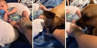 Bebeğe Dokunmaya Çalışan Adama İzin Vermeyen Korumacı Köpek
