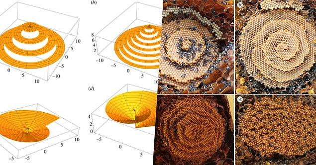 Uzman matematikçi Julyan Cartwright'ın araştırmaları sonucunda kovan inşa eden her iğnesiz arı türünün farklı bir algoritma kullandığı ortaya çıktı.