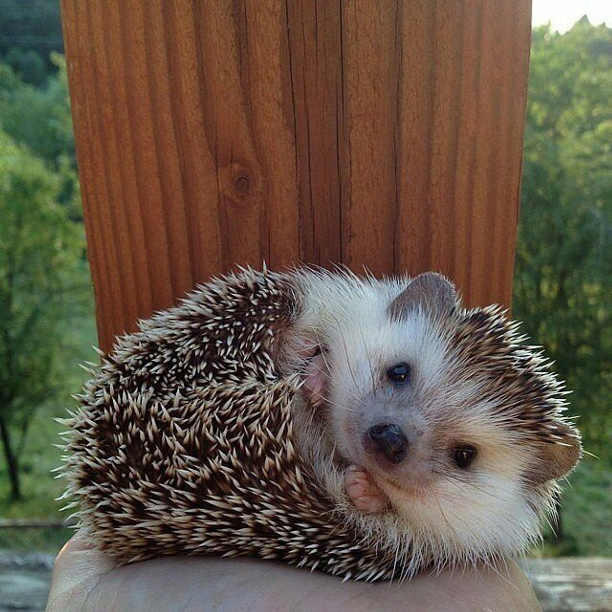 Вот он ежик. Ежик ставрополь. Еж младенец. Забавные ежики. Про ежат.