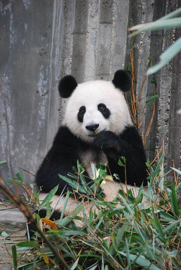 6. Panda