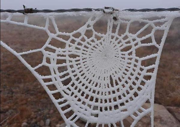 15. Donmuş bir örümcek ağı:
