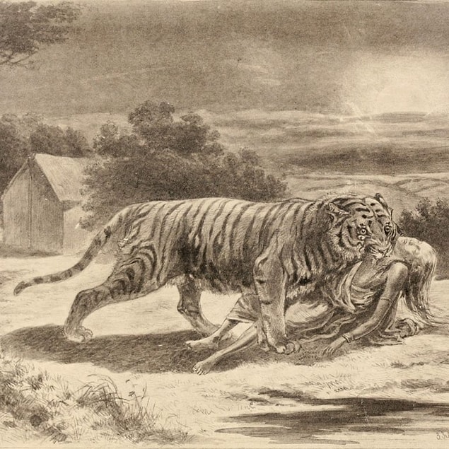 12. "Champawat Kaplanı" olarak adlandırılan dişi bir Bengal kaplanı, tam 436 insanı öldürmüştür.