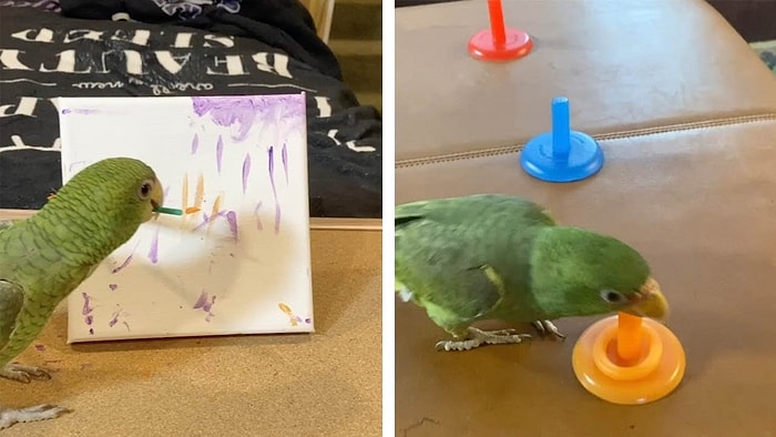 Женщина научила попугая амазон рисовать, играть в баскетбол и многому другому