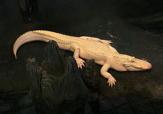 4. Timsahlar da albino olabilir.