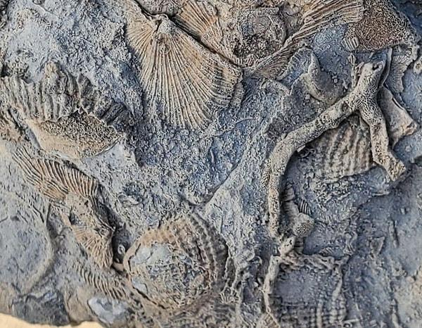 20. "Deniz seviyesinden yaklaşık 4 kilometre yukarıda bulduğum fosil topluluğu."