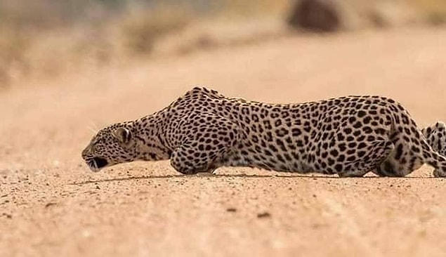 3. "Sinsi leopar"